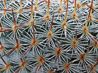 Mammillaria haageana